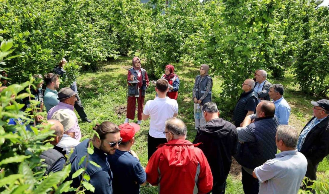 Sakarya Büyükşehir Belediyesi’nin Türkiye’nin kâbusu kahverengi kokarcaya karşı çözüm olarak
