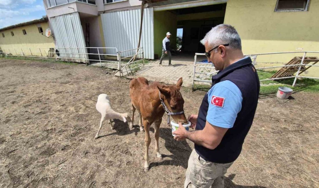Tay, annesini kaybedince kuzu ile dost oldu Düzce(İHA) – Düzce’de 10 günlükken annesini kaybeden tayın yanına yalnız