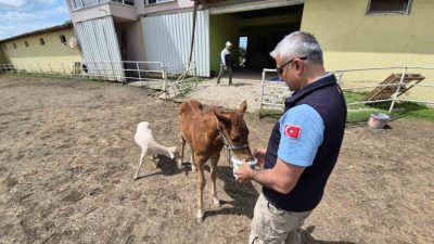Düzce(İHA) – Düzce’de 10 günlükken annesini kaybeden tayın yanına yalnız