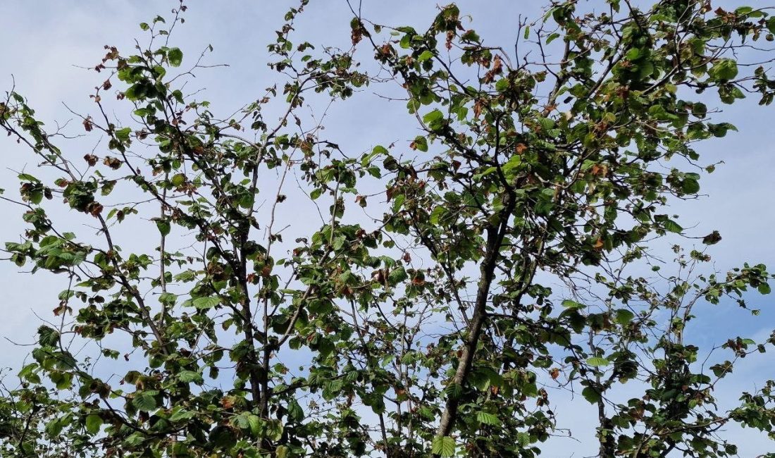 Türkiye Ziraat Odaları Birliği (TZOB) Genel Başkanı Şemsi Bayraktar, Sakarya’nın