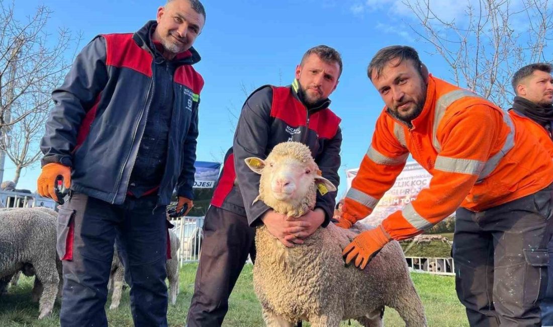 Kocaeli’de koyun ve keçi yetiştiriciliğini desteklemek amacıyla yüzde 50 hibeli