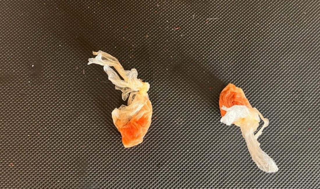 Uyuşturucu ham maddesi ele geçirildi DÜZCE(İHA) – Düzce’de polis ekipleri tarafından yapılan çalışmada 800 gram