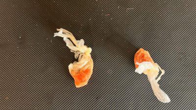 DÜZCE(İHA) – Düzce’de polis ekipleri tarafından yapılan çalışmada 800 gram