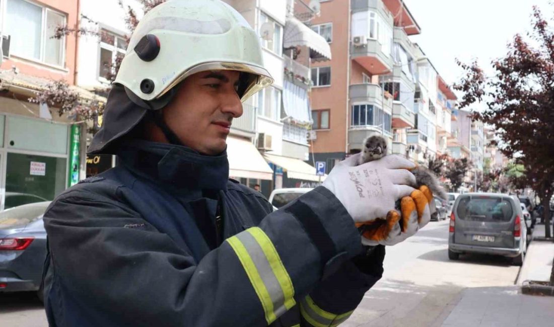 Yalova’da çatıdan düşen yavru martıyı itfaiye kurtardı Yalova’da bir binanın çatısından düşen yavru martı, itfaiye ekipleri tarafından
