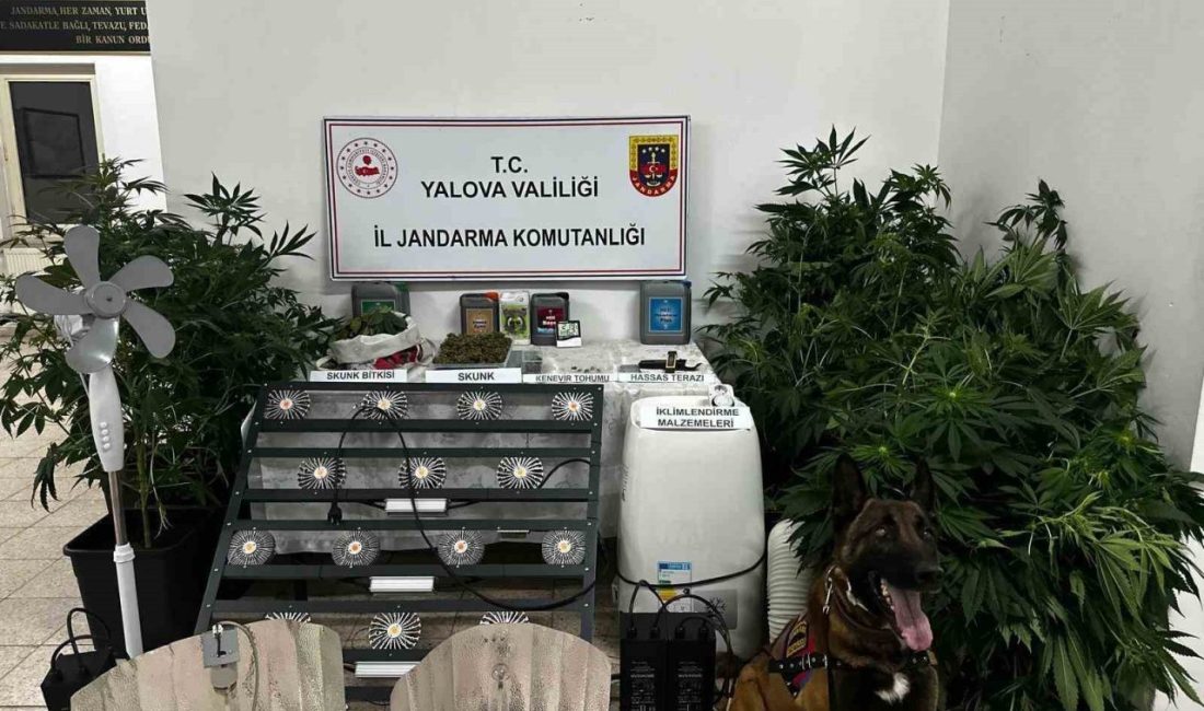 Yalova’da evinde uyuşturucu yetiştiren şüpheli tutuklandı Yalova’nın Çınarcık ilçesinde evine kurduğu düzenekle uyuşturucu yetiştiren şüpheli çıkarıldığı