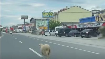 Yalova’da sahibinin elinden kaçan kurbanlık koyun Yalova-İzmit kara yoluna çıkarak