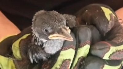 Düzce’de bulundukları yerlerde mahsur kalan yavru karga ve yavru kedi