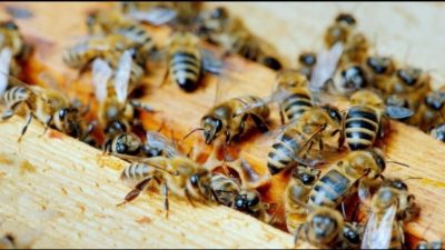 DÜZCE(İHA) – Düzce İl Tarım ve Orman Müdürlüğü koordinesinde Yığılca