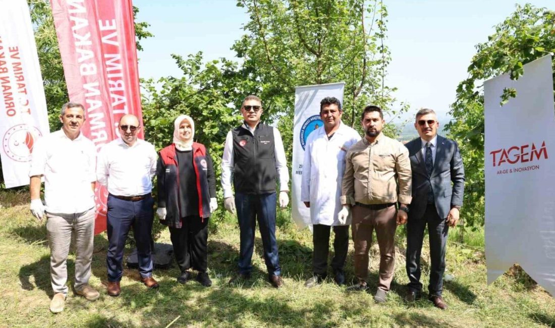 20 bin Samurai arısı salındı Düzce’de Kahverengi Kokarca’ya karşı biyolojik mücadele dahilinde 20 bin Smurai