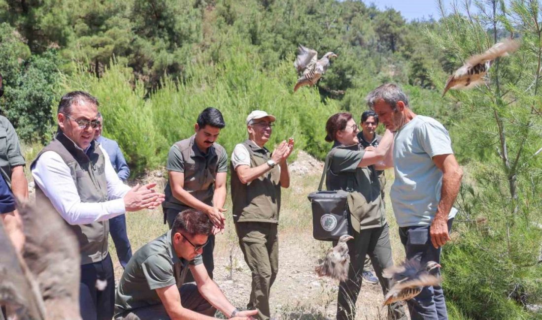 300 kınalı keklik doğaya salındı Doğal yaşamın korunması ve biyolojik çeşitliliğin sürdürülebilirliğinin sağlanması amacıyla yürütülen