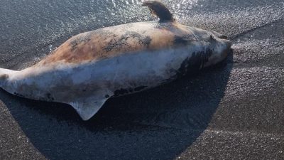 Düzce’nin Akçakoca ilçesinde sahilde ölü yunus bulundu. Akçakoca ilçesi Çayağzı