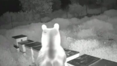 Düzce’nin Yığılca ilçesinde ikinci ayı vakası yaşandı. Ayılar arıların bal