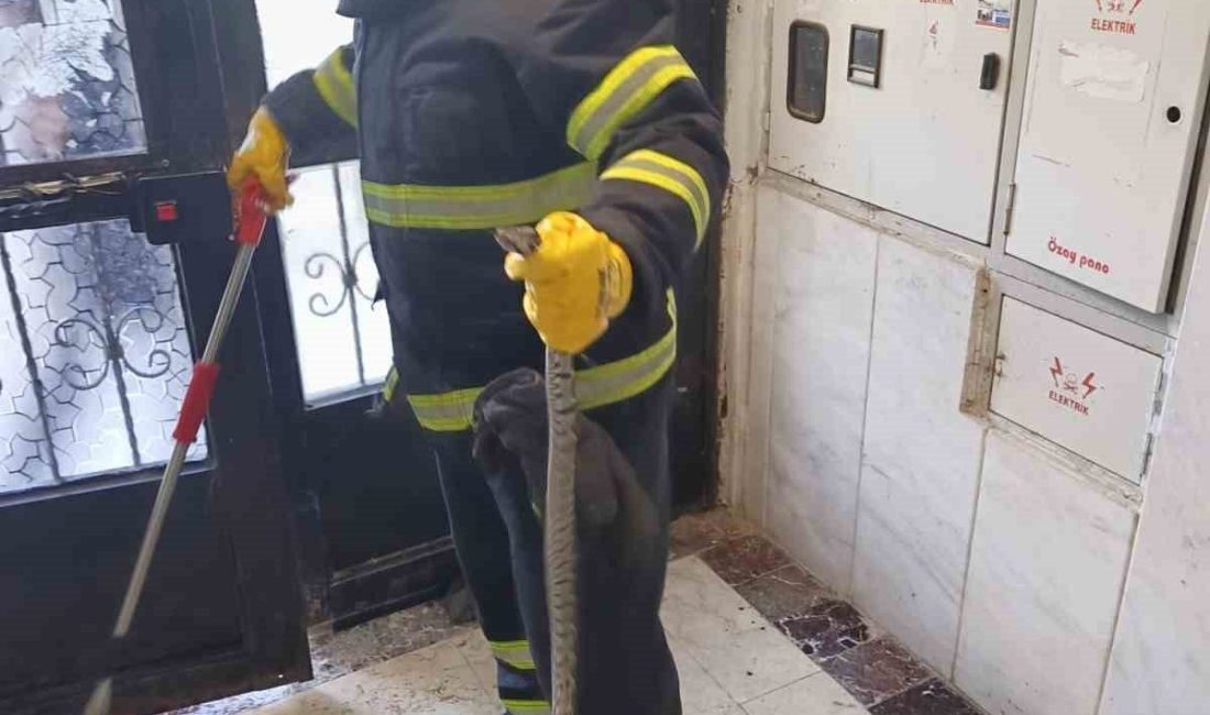 Bilecik’te bir apartmana giren yılan itfaiye ekiplerince yakalandı Bilecik’te bir apartmana giren engerek yılanı itfaiye ekiplerince yakalandı. Alınan