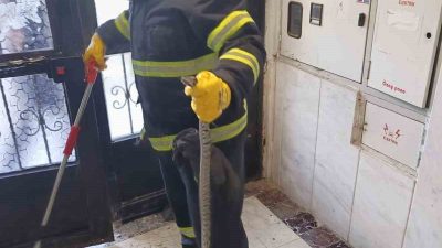 Bilecik’te bir apartmana giren engerek yılanı itfaiye ekiplerince yakalandı. Alınan