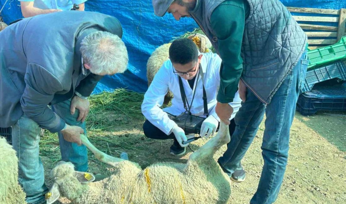 Bilecik’te kurban satış pazarında hayvanlara gebelik testi yapılıyor, kurbanlık vasfını