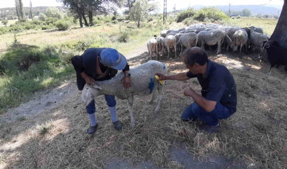 Bolu’da başıboş köpekler koyun sürüsüne saldırdı. Bir koyun yaralanırken, hayvan