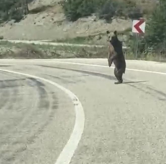 Bolu’da kara yoluna çıkan ayı cep telefonuna yansıdı Bolu’nun Göynük ilçesinde kara yoluna çıkan ayı, cep telefonuyla görüntülendi.