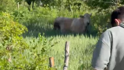 Bolu’da Kurban Bayramı’nın ilk günü sahibinin elinden kaçan dana paniğe