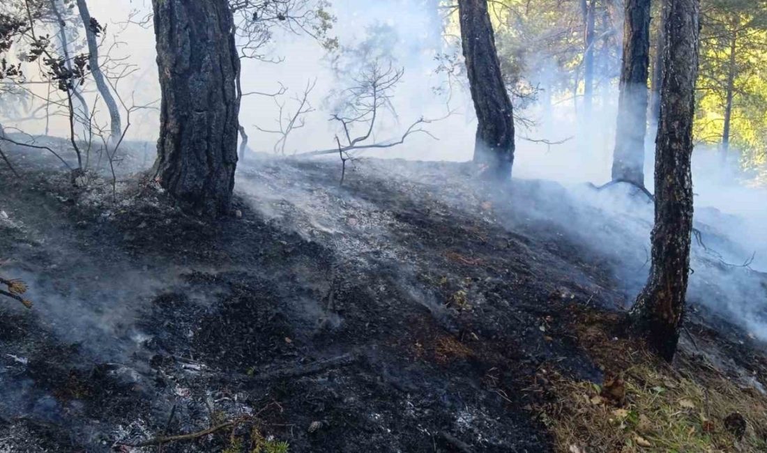 Bolu’da örtü yangını: 1 hektar zarar gördü Bolu’nun Mudurnu ilçesine ormanlık alanda çıkan örtü yangını, ekiplerin müdahalesiyle