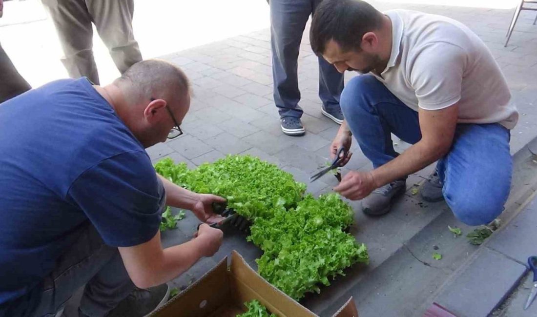 Çiftçilere 10 bin marul fidesi dağıtıldı Bolu’nun Mudurnu ilçesinde çiftçilere ücretsiz olarak 10 bin marul fidesi