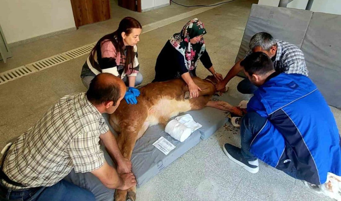 Doğum sırasında bacağı kırılan buzağı, başarılı ameliyatla hayata tutundu Kastamonu’da doğum sırasında bacağı kırılan yavru buzağı Kastamonu Üniversitesi Hayvan