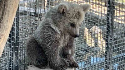 Erzurum’da yaralı halde bulunan yavru boz ayı, tedavi sürecinin ardından