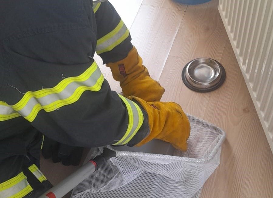 Eve giren yarasa yakalanarak dışarıya bırakıldı Bilecik’te bir evin açık balkon kapısından içeri giren yarasa yakalanarak