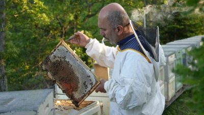 Kastamonu’da, yılda 15-20 gün çiçek açan orman gülünden arıların nektar