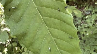 DÜZCE(İHA) – Düzce’de kestane ormanlarında Gal arasıyla mücadele etmesi için