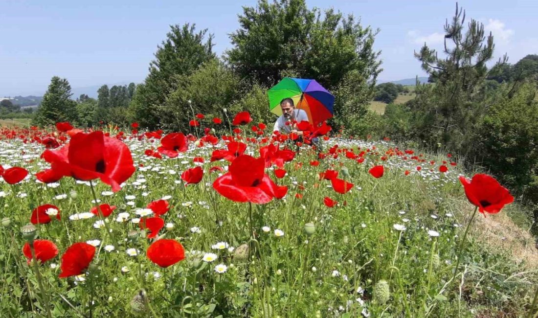 Gelincik ve papatya tarlası fotoğraf tutkunlarına görsel şölen sunuyor Bolu’da yol kenarında bulunan gelincik ve papatyalar, görenlerin dikkatini çekiyor.