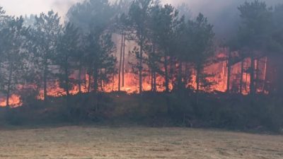 Bolu’nun Göynük ilçesinde ormanlık alanda yangın çıktı. Alevler hızla büyürken,