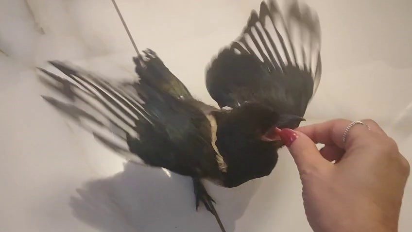 Sakarya’nın Adapazarı ilçesinde yaşayan kadın, yuvasından düşerek yaralanan yavru saksağanı