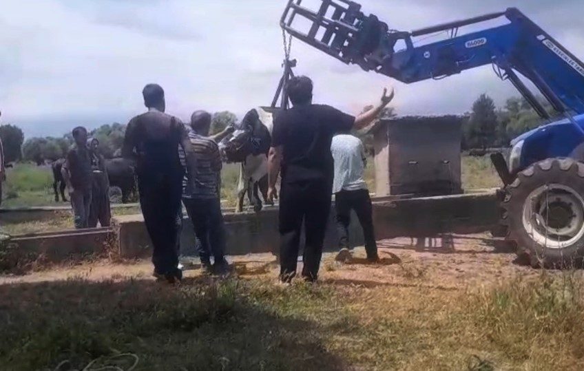 İnek oluğa sıkıştı, köylüler seferber oldu Bolu’da Yazören köyünde merada otlayan bir inek, su içmek için