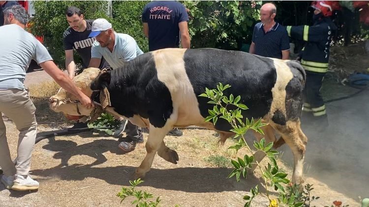 İzmarit önce otları, sonra ahırı yaktı Kocaeli’nin Başiskele ilçesinde atılan sigara izmaritinden kaynaklı otluk alanda çıkan