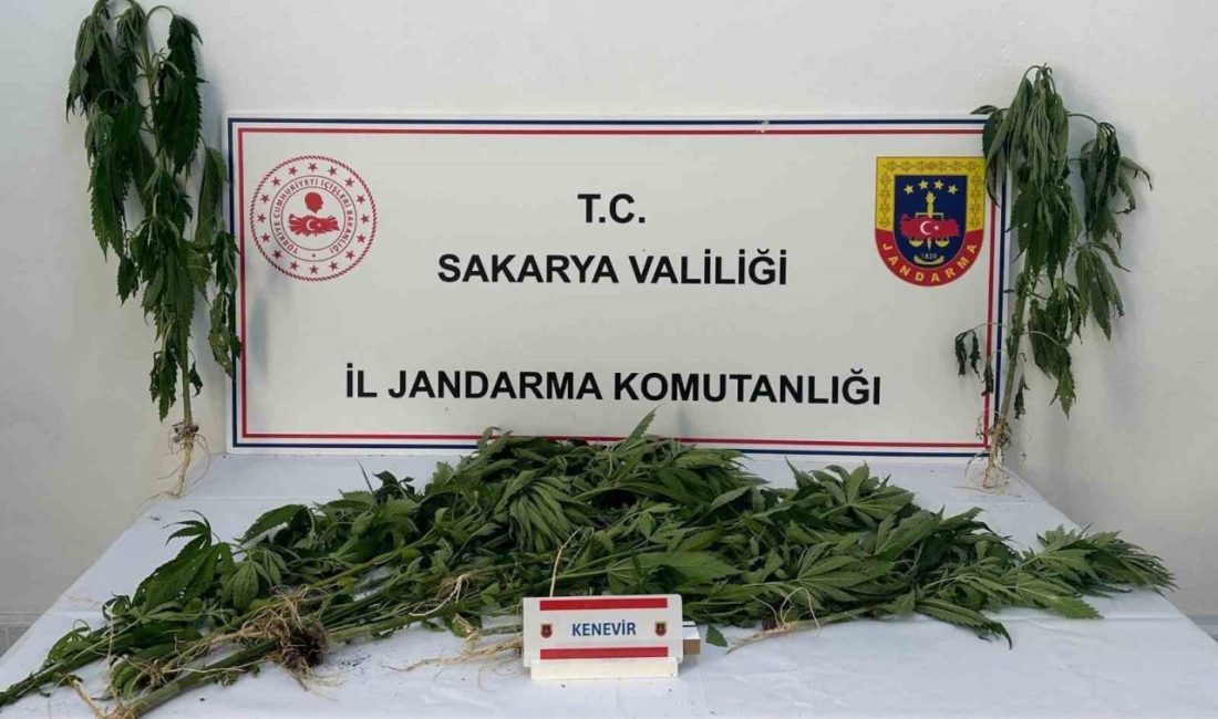 Jandarma uyuşturucuya geçit vermiyor: 3 tutuklama Sakarya’nın Arifiye ve Ferizli ilçelerinde jandarma ekiplerince yapılan uyuşturucu operasyonunda