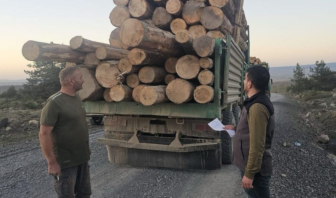 Kaçak ağaç kıyımına ağır ceza Bolu’nun Merkez ve Gerede ilçelerinde kaçak ağaç kesimi yaptıkları belirlenen
