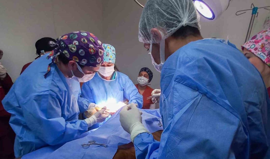 Kastamonu Üniversitesi’nde 5 ayda 334 hayvan tedavi edildi Kastamonu Üniversitesi Veteriner Fakültesi Hayvan Hastanesi’nde 2025 yılının ilk 5