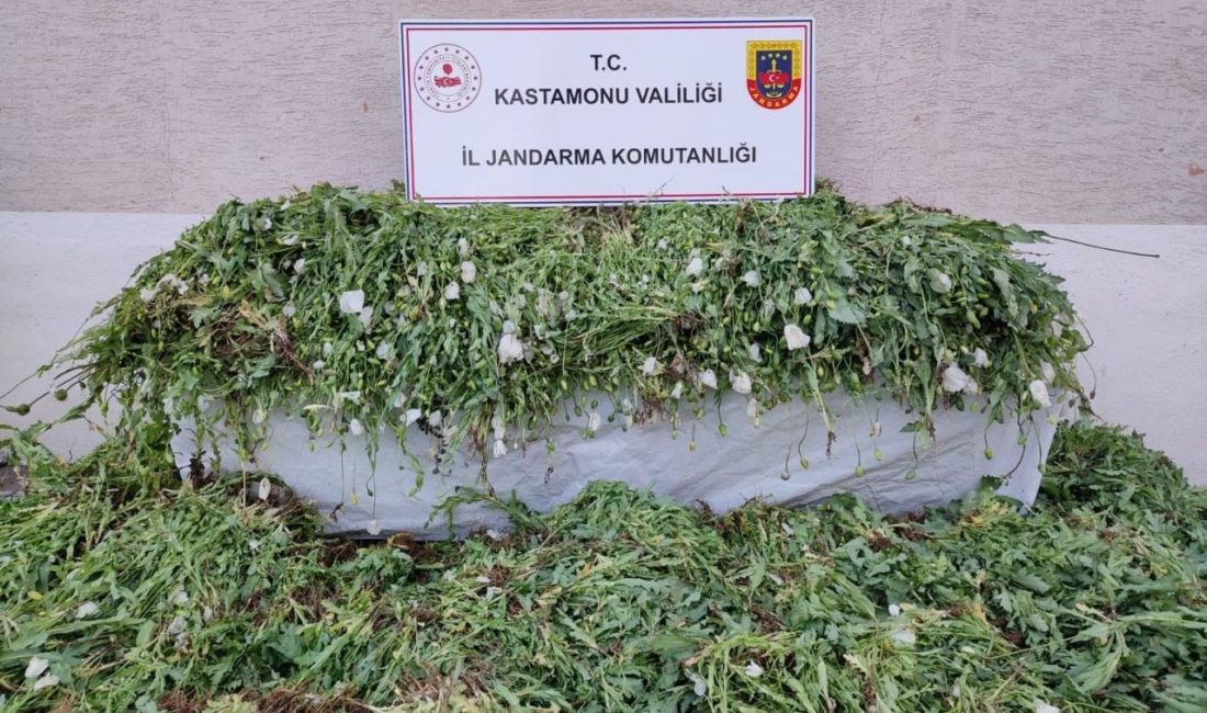 Kastamonu’da 120 bin kök haşhaş ele geçirildi Kastamonu’da, arazisine 120 bin 300 kök haşhaş bitkisi ektiği tespit