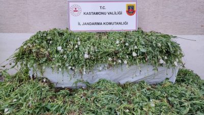 Kastamonu’da, arazisine 120 bin 300 kök haşhaş bitkisi ektiği tespit