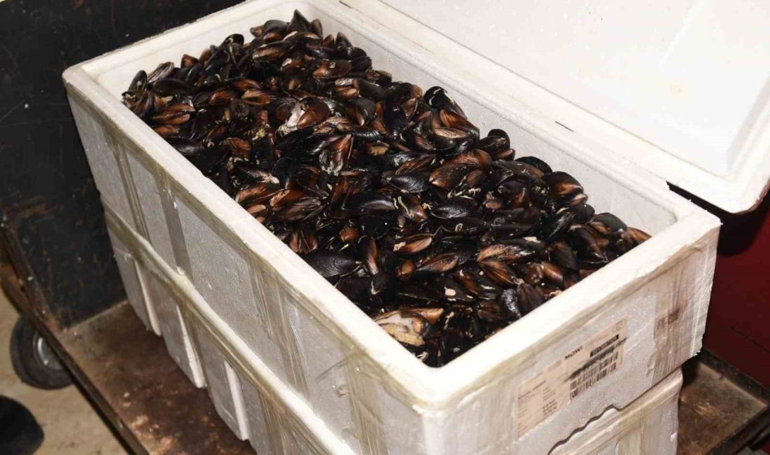 Kastamonu’da 45 kilogram sağlıksız midye ele geçirildi Kastamonu Şehirlerarası Otobüs Terminali’nde yapılan denetimde, soğuk zinciri bozulmuş 45