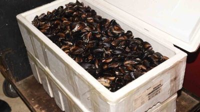 Kastamonu Şehirlerarası Otobüs Terminali’nde yapılan denetimde, soğuk zinciri bozulmuş 45