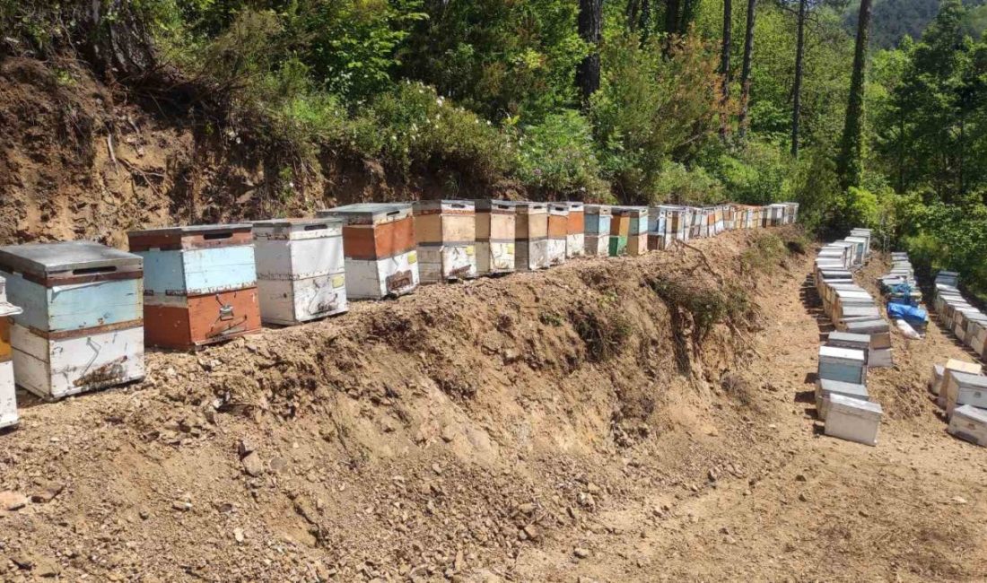 Kastamonu’nun Doğanyurt ilçesinde kestane balı üretimi yapan bir üreticinin kovanlarının