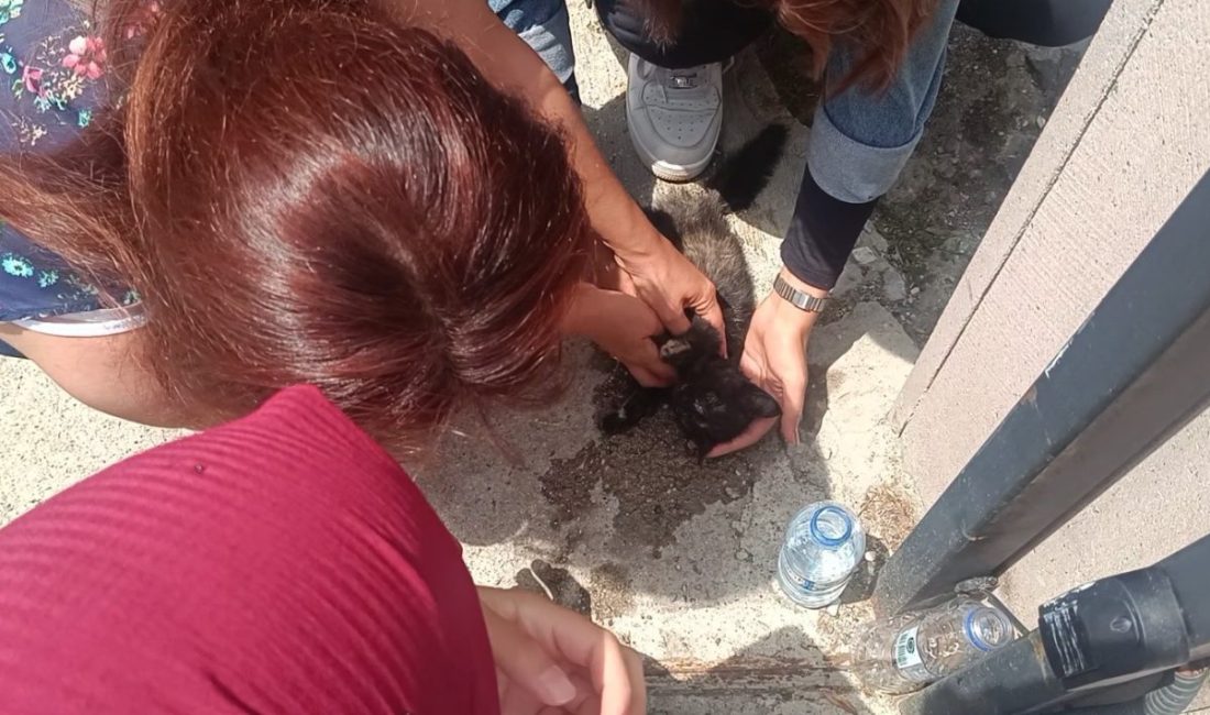 Kastamonu’da karşıya geçmek isteyen yavru kediye araç çarptı. Yerde baygın