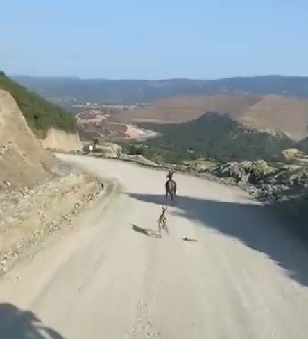 Kastamonu’da ayağı kırık yavru ceylan için ekipler harekete geçti Kastamonu’nun Araç ilçesinde ayağı kırık halde görüntülenen yavru ceylanın bulunarak