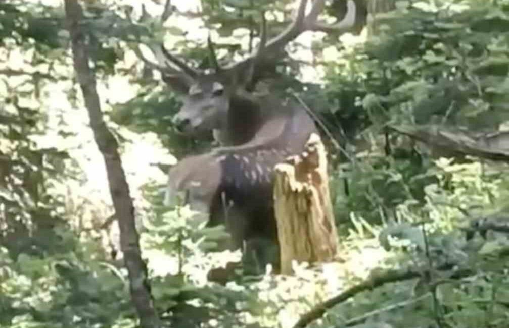 Kastamonu’da benekli kızıl geyik görüntülendi Kastamonu’nun İhsangazi ilçesinde ormanda çalışan vatandaş tarafından benekli kızıl geyik