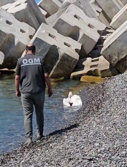 Kastamonu’da sahilde yaralı halde bulunan pelikan, tedavi altına alındı Kastamonu’da yaralı halde sahile vuran pelikan tedavi altına alındı. Kastamonu’nun