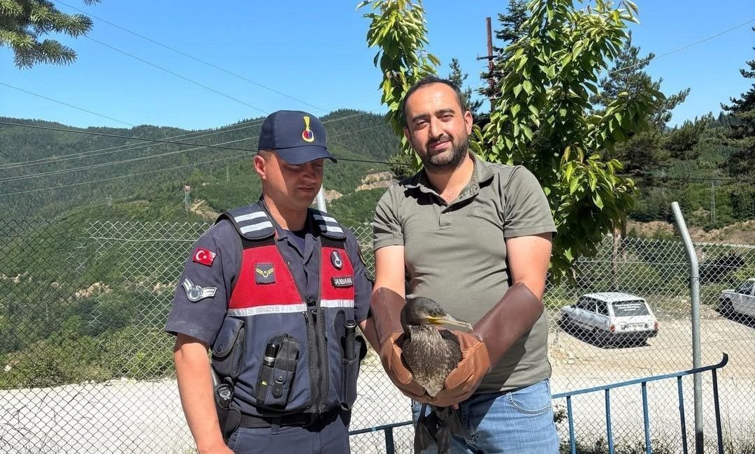 Kastamonu’da yaralı halde bulunan karabatak ve karga yeniden doğaya salındı Kastamonu’nun Cide ve Küre ilçelerinde yaralı halde bulunan ve tedavilerinin