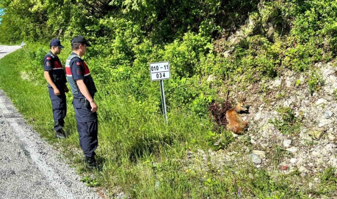 Kastamonu’nun Çatalzeytin ilçesinde yaralı halde bulunan 2 karaca tedavi altına