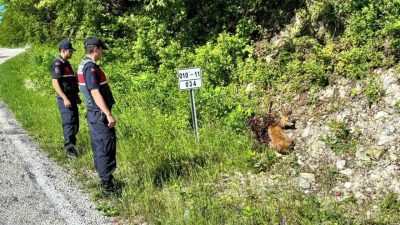 Kastamonu’nun Çatalzeytin ilçesinde yaralı halde bulunan 2 karaca tedavi altına
