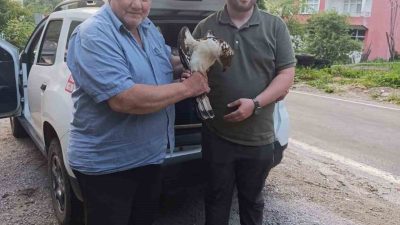 Kastamonu’da vatandaşlar tarafından yaralı halde bulunan şahin, tedavi altına alındı.